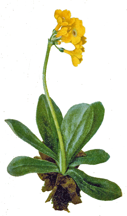 Рисунки цветов для батика — Растения горных лугов