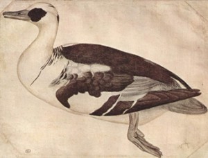 Рисунки птиц, изображения птиц, рисунки старых мастеров, рисунки для батик